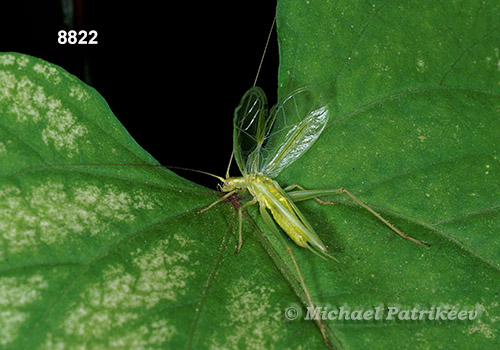 Four-spotted Tree Cricket (Oecanthus quadripunctatus)